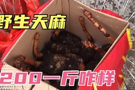 野生天麻长这样的，你见过新鲜的吗？视频封面