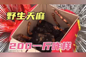 野生天麻长这样的，你见过新鲜的吗？视频封面