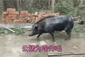 母猪发情不配合公猪，公猪追着母猪咬视频封面