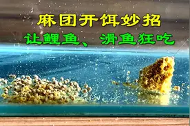 鲤鱼最喜欢的饵料状态！在鱼难钓的时候，一定要试试视频封面