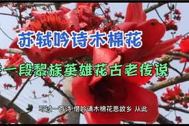 苏东坡吟了一首木棉花诗，说一段海南黎族英雄花的千年传说视频封面