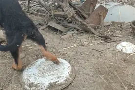 农村大爷家养的德牧4个月长这么大