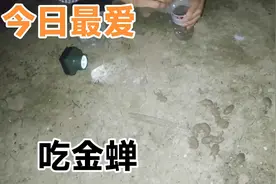 抓金蝉  爬蚱  知了猴，告诉小窍门什么样的洞才有！