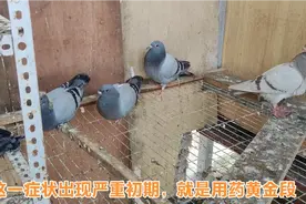 鸽子生病初期这一症状出现，在这个黄金阶段用药最及时也最见效！视频封面