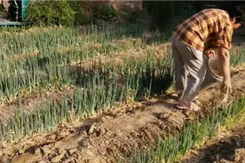 不花一分钱，在葱沟里撒上几把，大葱生长旺盛还减少病害发生，快视频封面