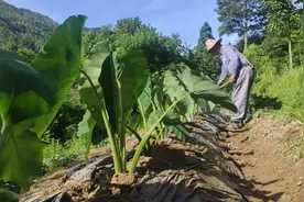 芋头要高产，第一次施肥是关键，做好这几步，芋头个大结的多视频封面