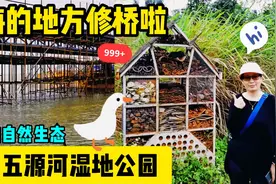 五源河入海口修了一座大铁桥！海南海口五源河国家湿地公园太美了视频封面