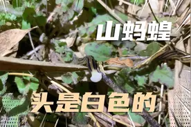 你见过山蚂蝗吗？又细又长，只有大山里才能见到