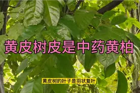 黄皮树的树皮是一味常用中药黄柏，以后不要把黄皮树皮当柴烧了呀视频封面