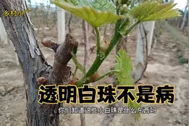 葡萄枝条上很多小白珠，是虫卵还是病害？看完涨知识了视频封面