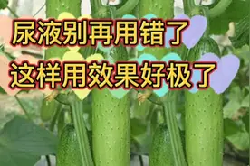 给蔬菜施肥尿液别再用错了，里面加点料，效果真的好极了视频封面