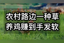 农村路边一种草，让鸡长得快多产蛋，养鸡人收藏