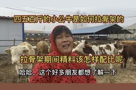 四五百斤的小公牛是如何拉骨架的？拉骨架期间精料该怎样配比呢视频封面