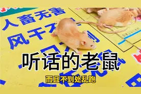 可爱听话乖巧漂亮的老鼠？用什么方法驯养出来的？当宠物养也不错