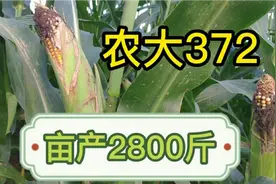 坐标河南商丘，玉米品种：农大372，抗旱抗倒伏，亩产2800斤左右视频封面