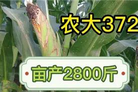 坐标河南商丘，玉米品种：农大372，抗旱抗倒伏，亩产2800斤左右视频封面