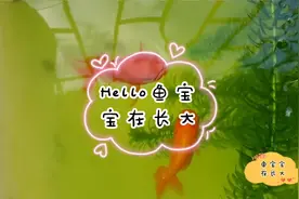 鱼缸里鱼排泄物的四种清理方法视频封面