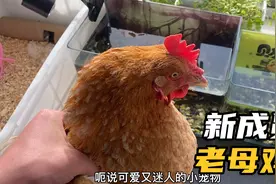 第一次尝试把老母鸡当宠物