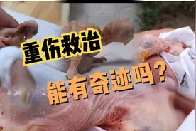 捡了个小鹦鹉值4000但是身受重伤视频封面