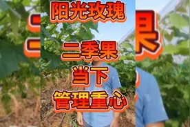 葡萄二茬果当下管理重心！种植户看看！视频封面