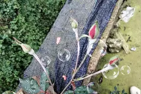 孩子的成长离不开父母的陪伴！一位父亲带孩子的心酸与无奈！视频封面