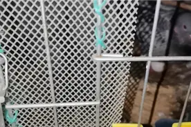 一种防“老鼠、黄鼠狼、蛇等动物”袭击“鸽舍鸽子”的方法
