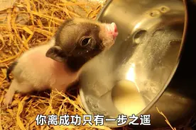 小猪出生6天，太弱不能和猪妈妈在一起，主人教它自己在碗里吃奶