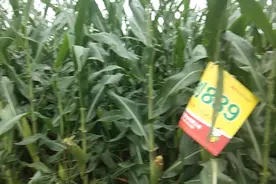 不怕水的玉米种，839，农民的宝贝每亩能打一吨