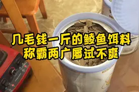 称霸两广的土鲮鱼饵料制作方法：几毛钱的成本诱鱼效果不错！视频封面