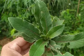 地胆草解水肿不论新久全身局部，用它煲鸡煲鸭汤看完后了解更多