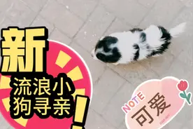 当大狗们遇到流浪小奶狗时，他们的做法好暖心视频封面