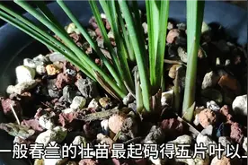 兰花的花苞是从哪里长出来的？春兰怎样才能来花苞？听老俞讲讲！视频封面