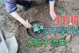 快乐老太分享，妙招栽丝瓜，使一个桶又不旱又省水，肥水不流失视频封面