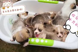 柯基狗狗太能生，一窝生十只。主人表示养的快破产了！