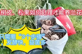 松树皮松果如何处理才能养兰花？只需要3个步骤，发酵快益菌多视频封面
