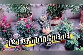 锦州这里有个露天市场你知道吗？刘刘带你去看看，苗木可真全视频封面