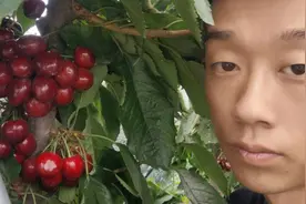 “黑马”塔玛拉大樱桃，异军突起的强势品种，晚熟品种的“大哥”视频封面