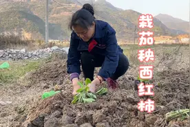 春耕到了，三娘在外上班也想要种菜，二妹买了菜苗和妈妈一起种视频封面