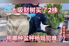 花56元买了2株大吸财树，用哪种盆种杨姐犯难了？求助大家帮忙！