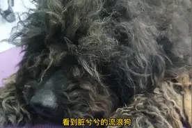 小姐姐看到一只流浪狗，于是带回家，狗狗也懂的感恩视频封面