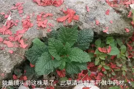 荔枝草，别名雪见草、猪婆草，土方治疗痔疮功效奇特