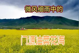 微风细雨中，穿行在门源油菜花海和青稞地间，一场花事一场梦视频封面