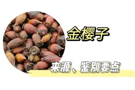 金樱子的来源及鉴别要点视频封面