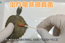 小地图龟背上出现了真菌，赶紧用碘伏加干养的方式给它治疗。视频封面