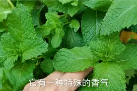 乡村阿财：夏天到了，蚊虫也多了，教大家一个驱赶蚊虫的好方法视频封面