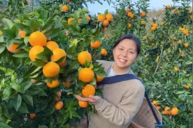 曾经大受欢迎的砂糖橘，为啥突然变得无人问津，听听果农怎么说视频封面