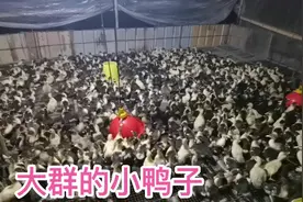 马无夜草不肥，小鸭子晚上也要给它加料，提高他的长速视频封面
