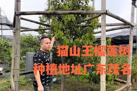 广东茂名也可以种植猫山王榴莲树，以后不知道能不能结果？