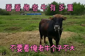 700斤土黄牛出肉率怎么样，肉质怎么样，有没有让大家失望