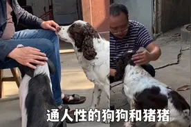 湖南大哥因与自家小动物的感人趣事，被网友称：现实版猪朋狗友视频封面